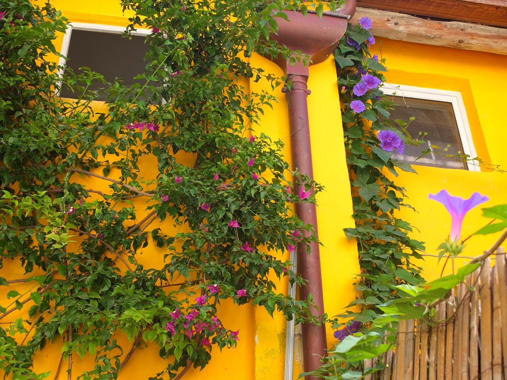 La Maison Jaune 塞特港 客房 照片
